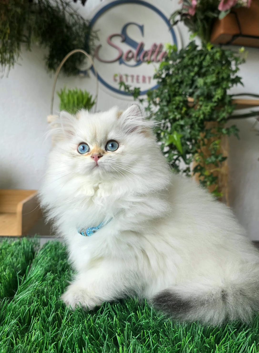 Bonny Solette