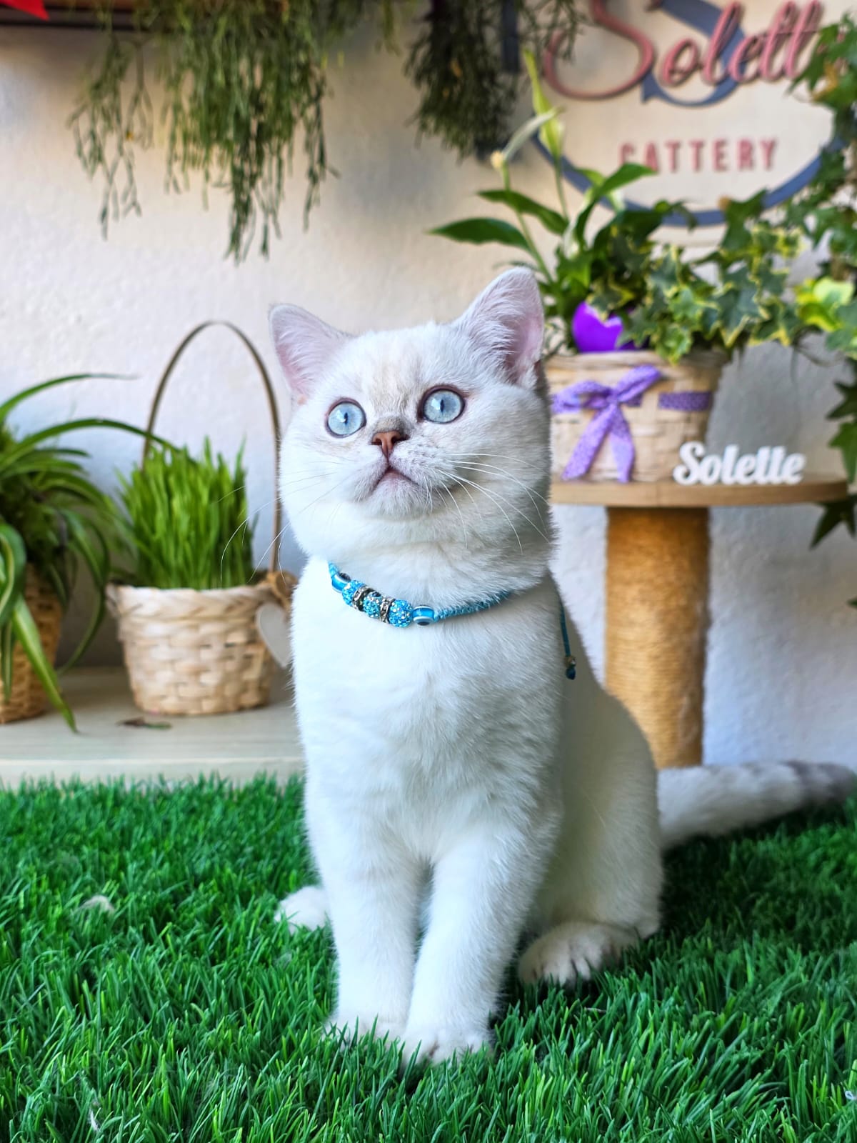 Elisey — Solette kitten
