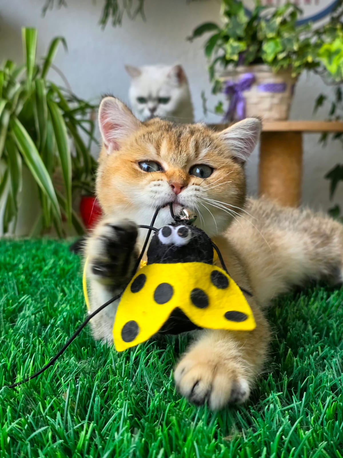 Gina — Solette kitten