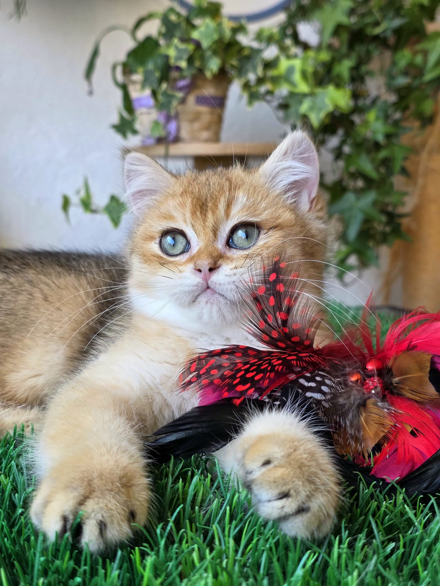 Iron Solette — Solette kitten