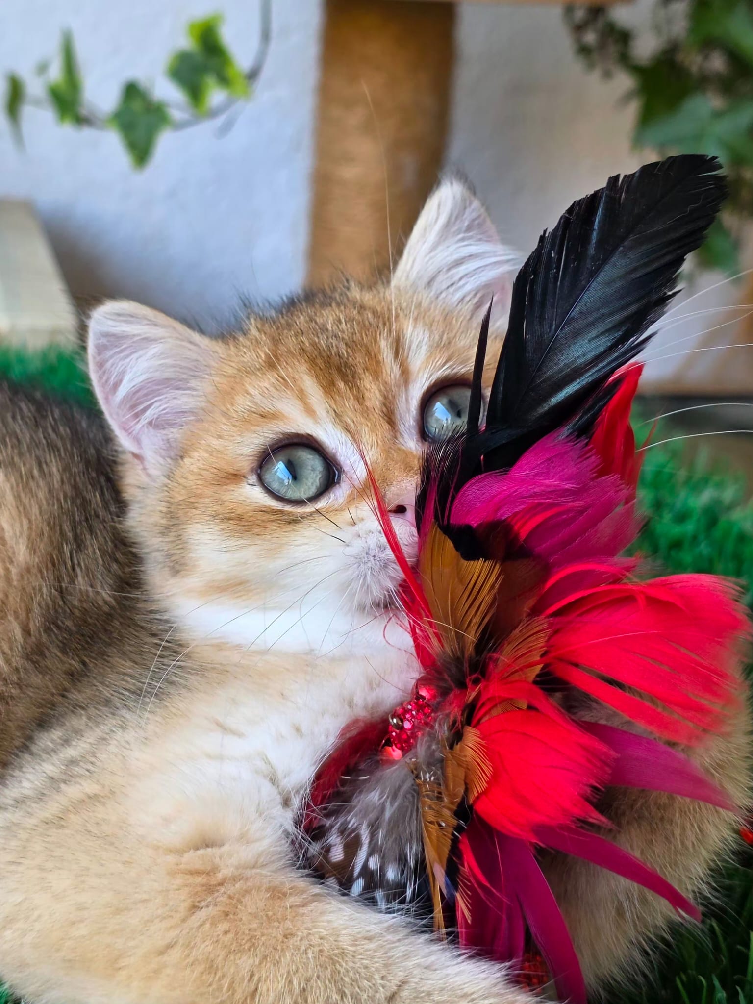 Iron Solette — Solette kitten