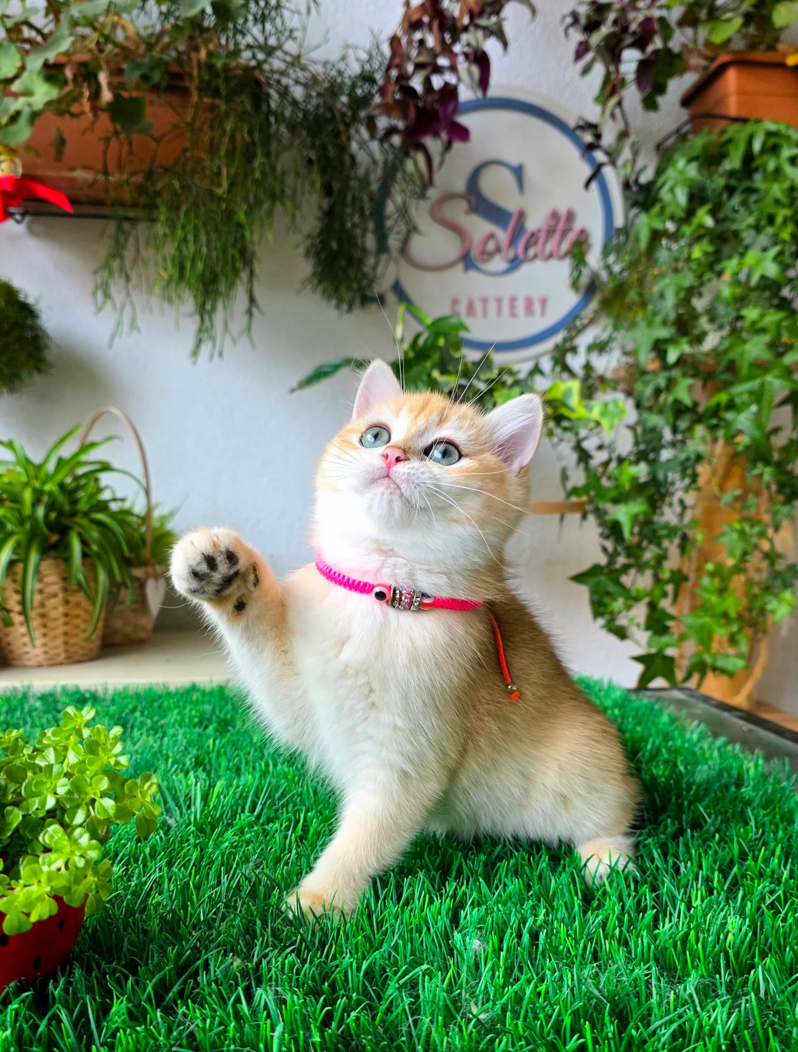 Isabelle — Solette kitten
