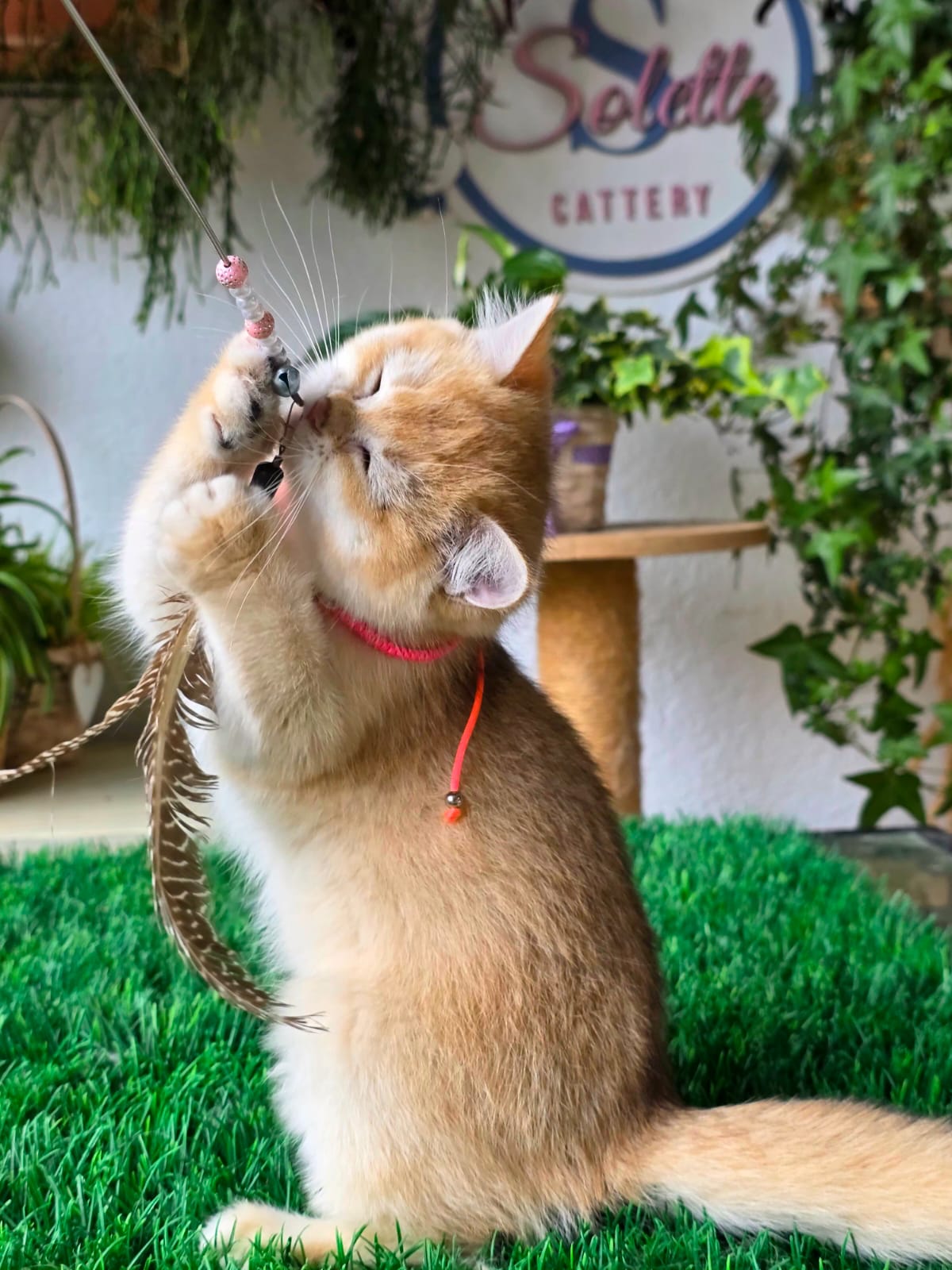 Isabelle — Solette kitten