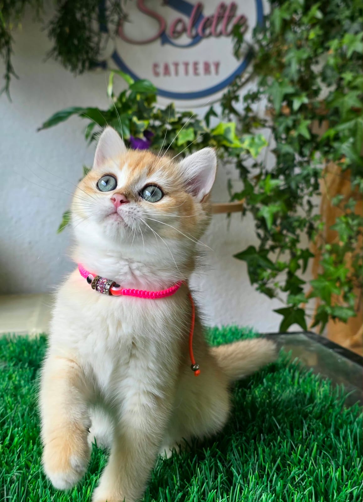 Isabelle — Solette kitten