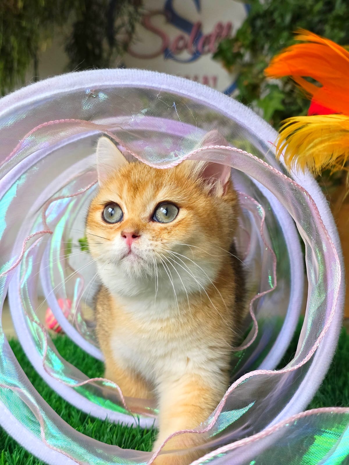 Izzi — Solette kitten