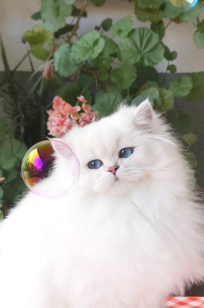 Emerald Happy Kitty Tiffany